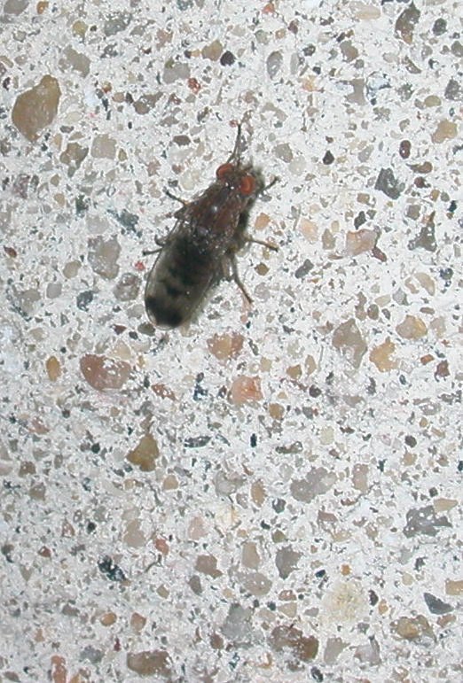 Dittero dalle ali macchiate: Suillia variegata(Heleomyzidae)